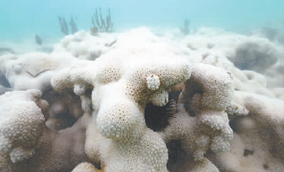 全球珊瑚礁白化问题亟需关注